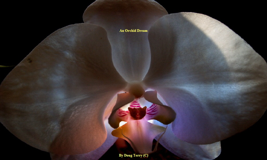 An Orchid Dream




























By Doug Terry (C)